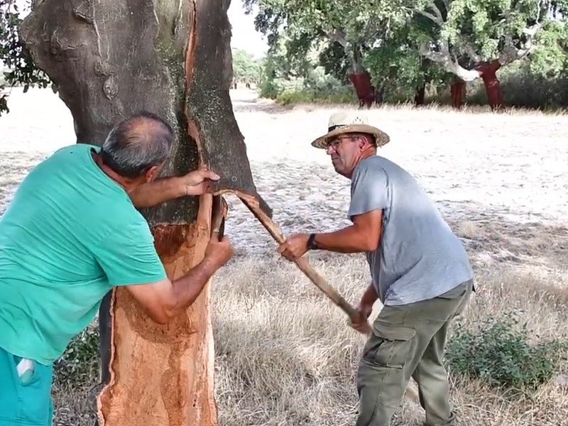 El descorche del alcornoque es un proceso ancestral que consiste en la extracción de la corteza de los alcornoques denominada corcho, material que posé múltiples propiedades. Se utilizan herramientas espaciales como hachas y palos con función de palanca para su extracción. El corcho tiene múltiples usos entre los que destaca la elaboración de tapones para bebidas, paneles, aislantes y elementos de uso cotidiano. La técnica del descorche sigue siendo la misma que se utilizaba hace muchísimas décadas y se ha transmitido de generación en generación. Recolección del corcho - Velada